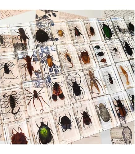 Amazon.co.jp: 樹脂入り昆虫12個 - 子供用教育用虫標本セット 幼稚園